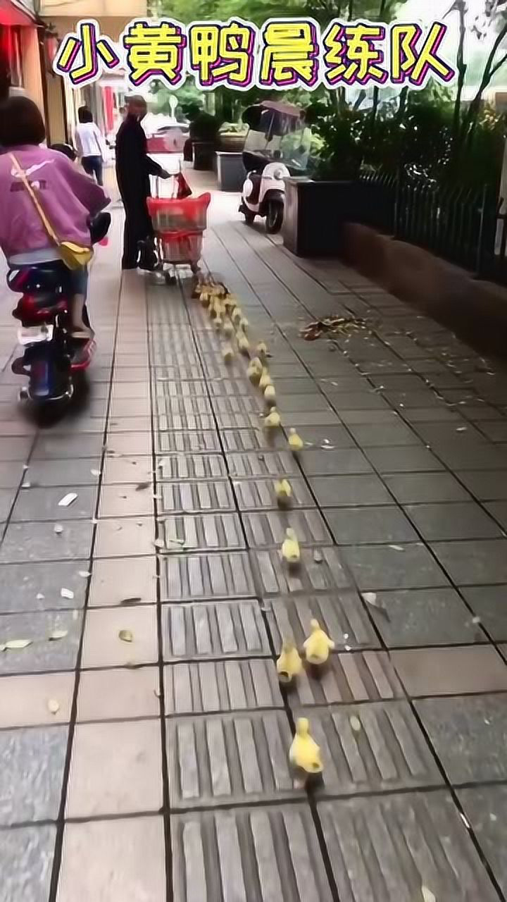 我跌跌撞撞奔向你大爷早上带领小鸭子们去晨练结果掉队鸭子太可爱