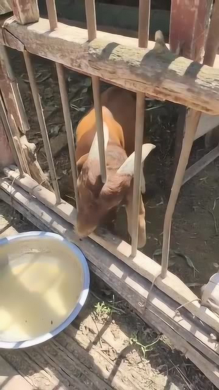 原来农村的羊都是这样挠痒痒的真是长见识了