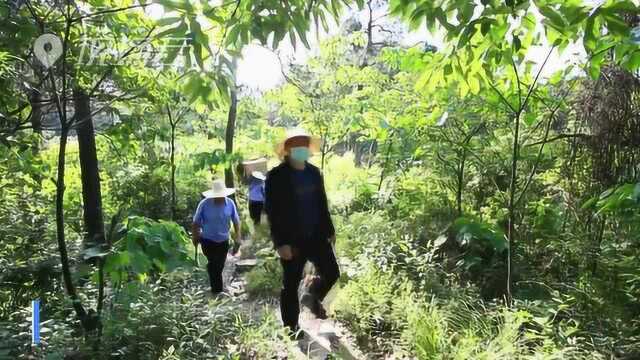 可以诱捕松褐天牛!武当山林场悬挂防虫害“神器”