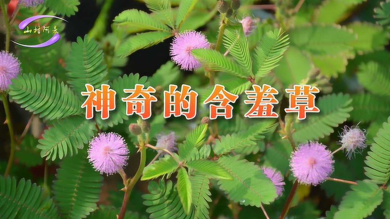 含羞草为什么一碰就合拢原来会害羞的原因是这样神奇的盆栽花卉_高清