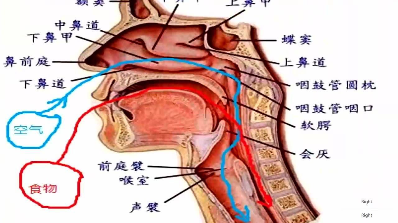 气管胃管的解剖图图片