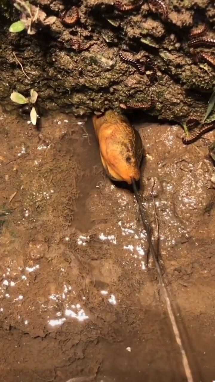 钓黄鳝_腾讯视频