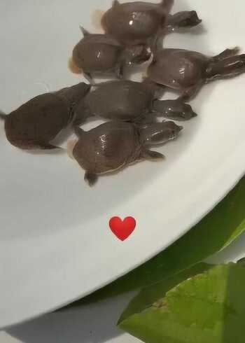 实拍记录刚出生的甲鱼宝宝,有两只还卡在壳里,好呆萌呀!