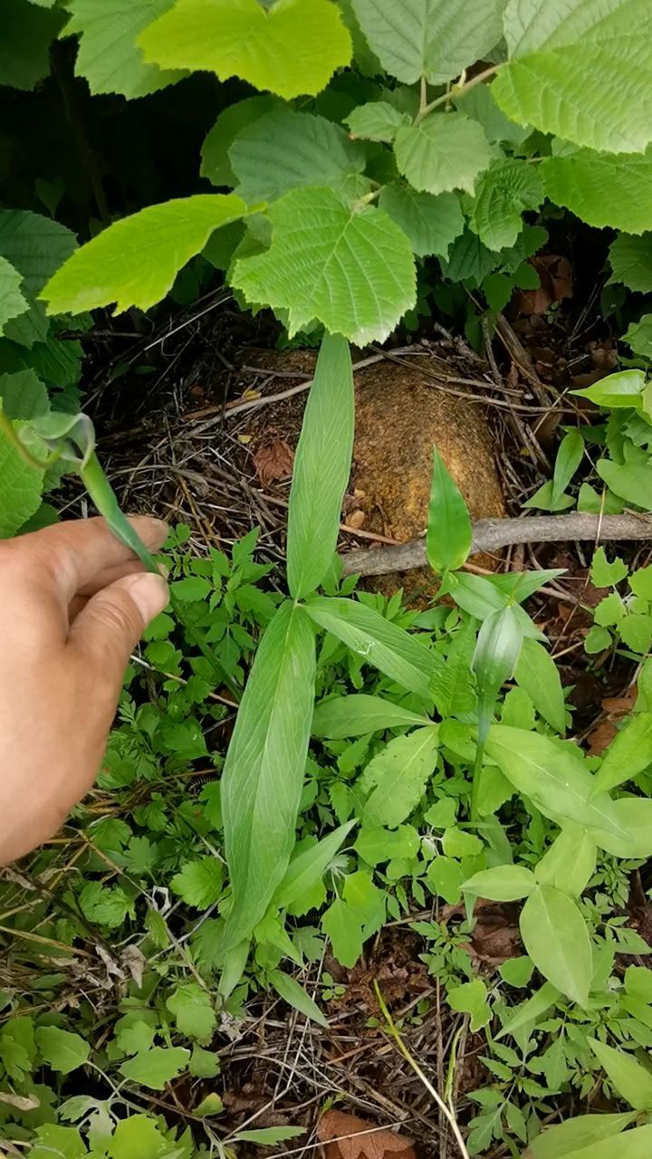 半夏半夏是一种有毒的植物它的毒可以用生姜来解