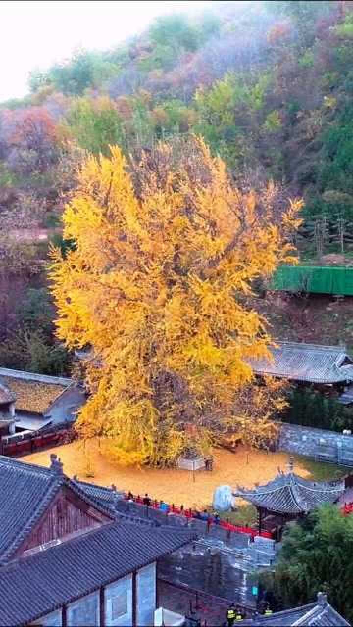 唐太宗李世民亲手种下的树#千年银杏