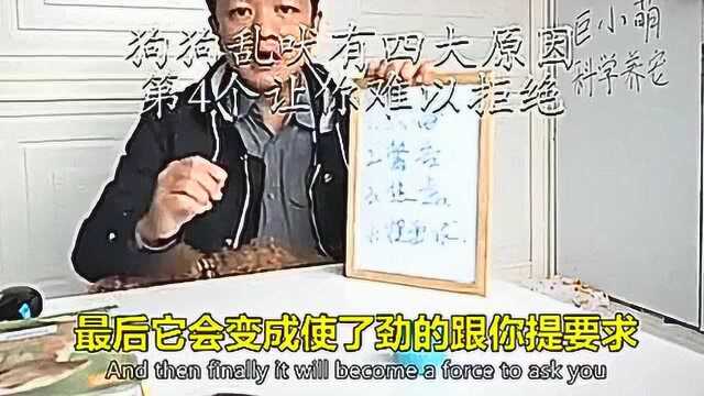 狗狗乱吠有四大原因,第4个让你难以拒绝