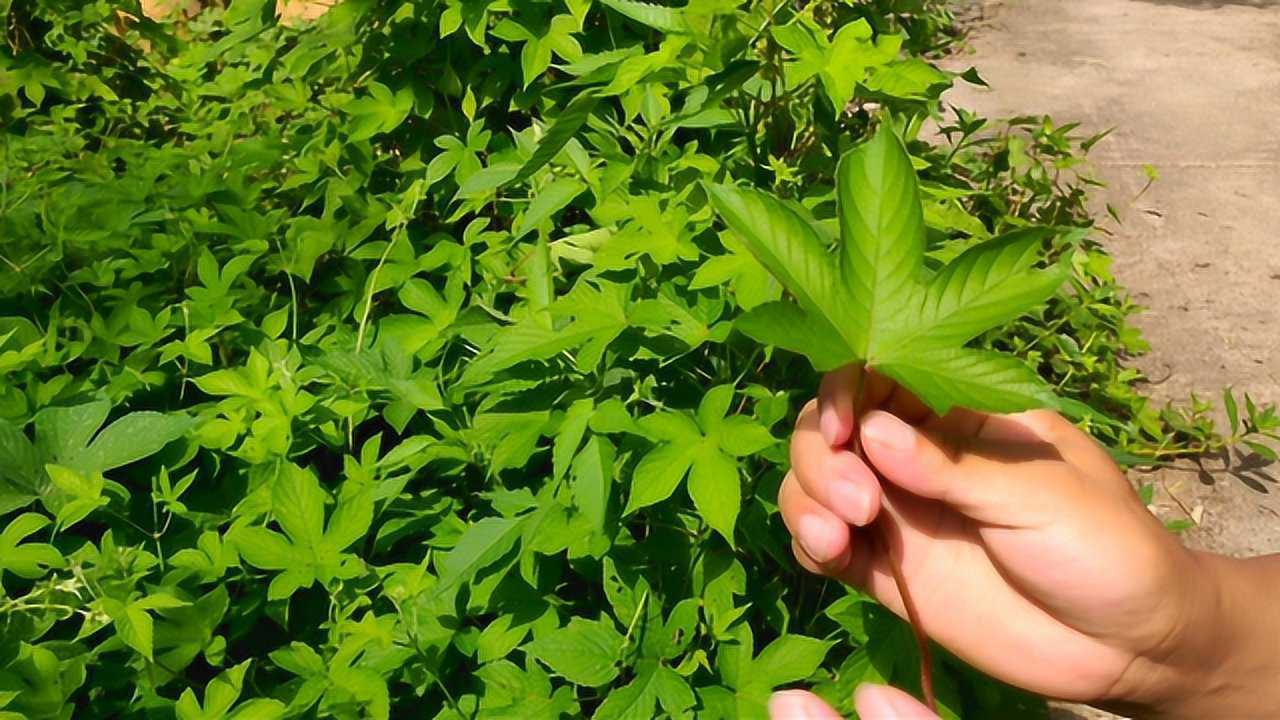 农村随处可见的害草拉拉秧,不仅能入药还能当饲料,一起了解下吧