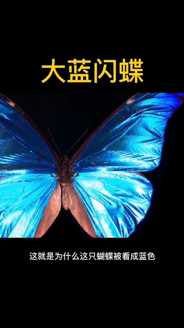 大蓝闪蝶闭合翅膀平庸张开翅膀惊艳众人