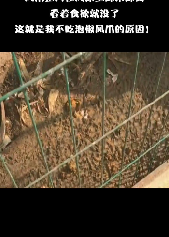 厉害了鸡爪整天在鸡屎上踩来踩去看着食欲就没了谁发现亮点在哪呢