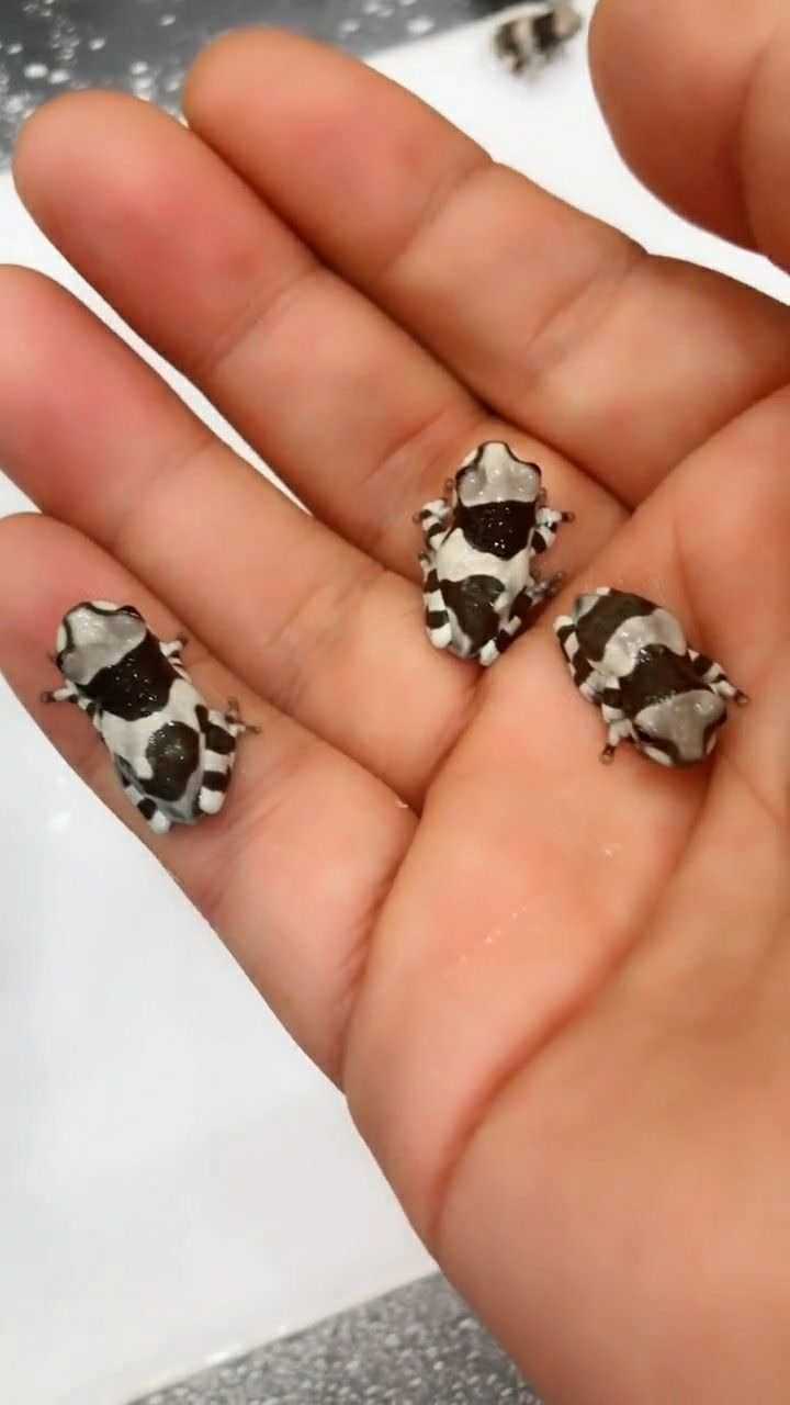 牛奶树蛙没有毒小小的一只非常适合新手饲养