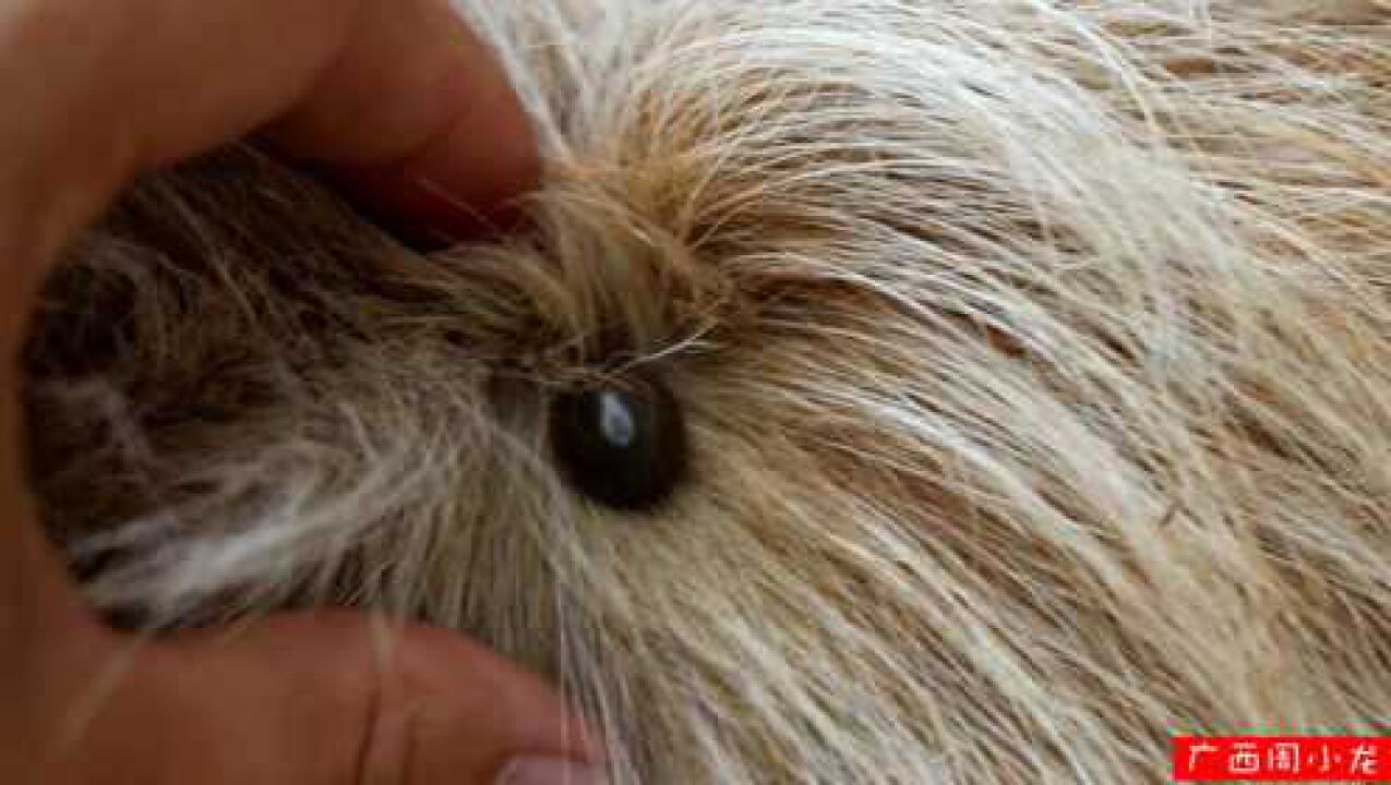 土狗身上又发现超大蜱虫拔下用打火机电击器电一下会怎么样