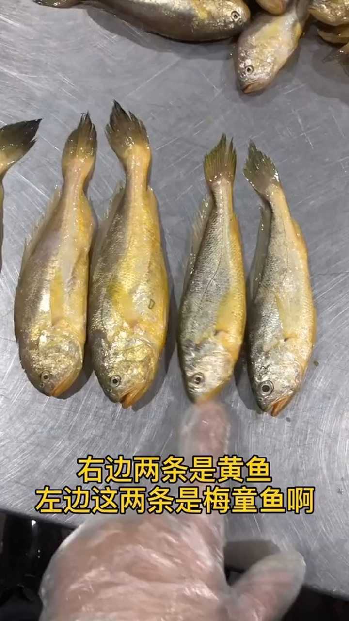 梅童鱼和小黄鱼长得很像但确实不一样