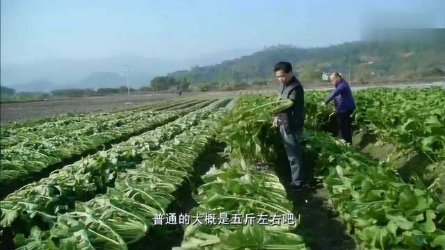 老广人的味道:客家人闻名的梅菜,原来是用这种将近一米长的蔬菜