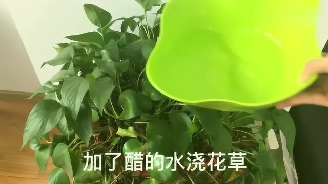 白醋妙用大合集,总有一个能帮到你!