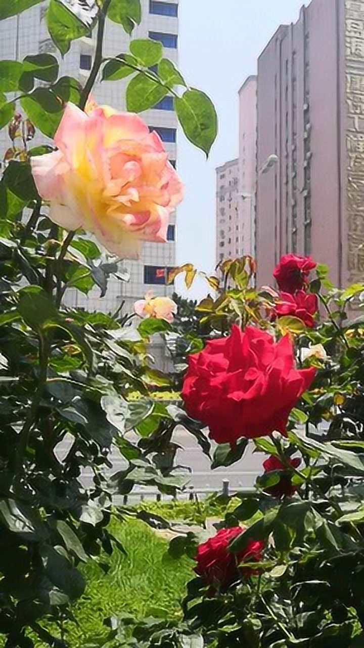 月季花开美丽的秦皇岛市市花满街的月季争相斗艳