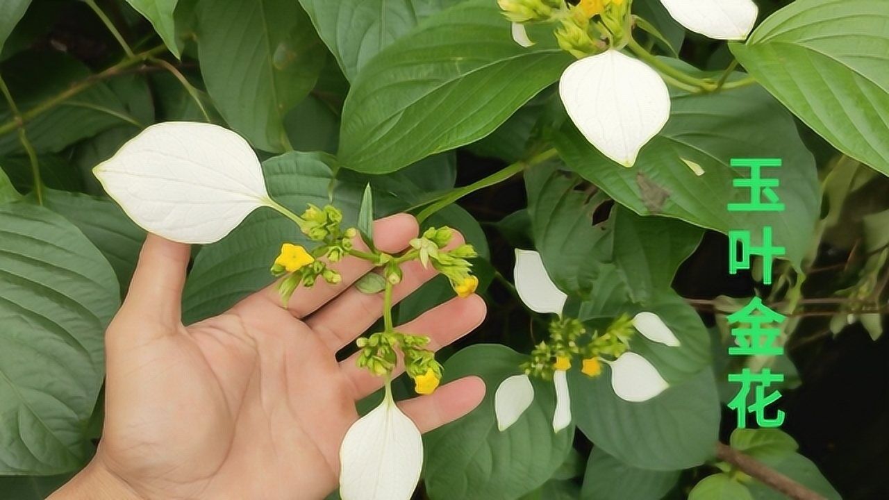农村有一种植物叫"玉叶金花",它是国家保护珍稀物种,您见过吗