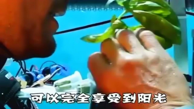 世界上最神奇的农场,海洋下种植蔬菜,你知道吗?