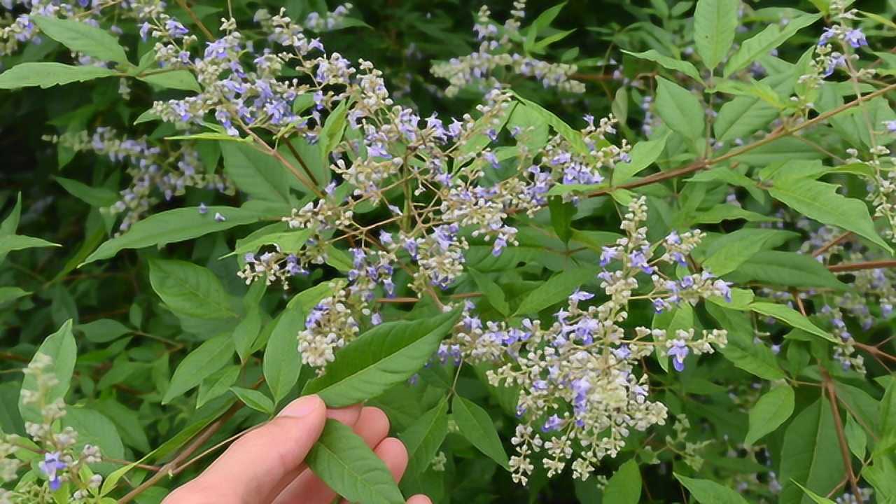 农村熟悉的植物"黄荆树",有些人遇见也不认识,一起了解下