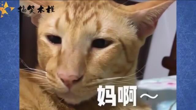 我家猫咪成精了!了解下!