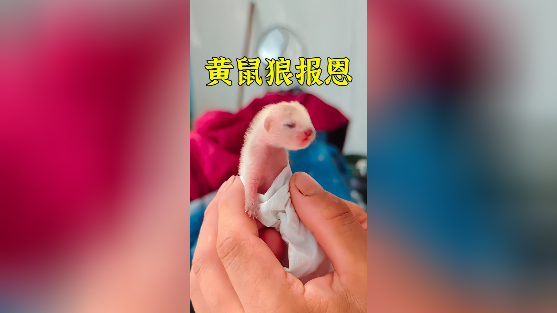 女孩救助了一只黄鼠狼幼崽,养大后竟然救了她一命
