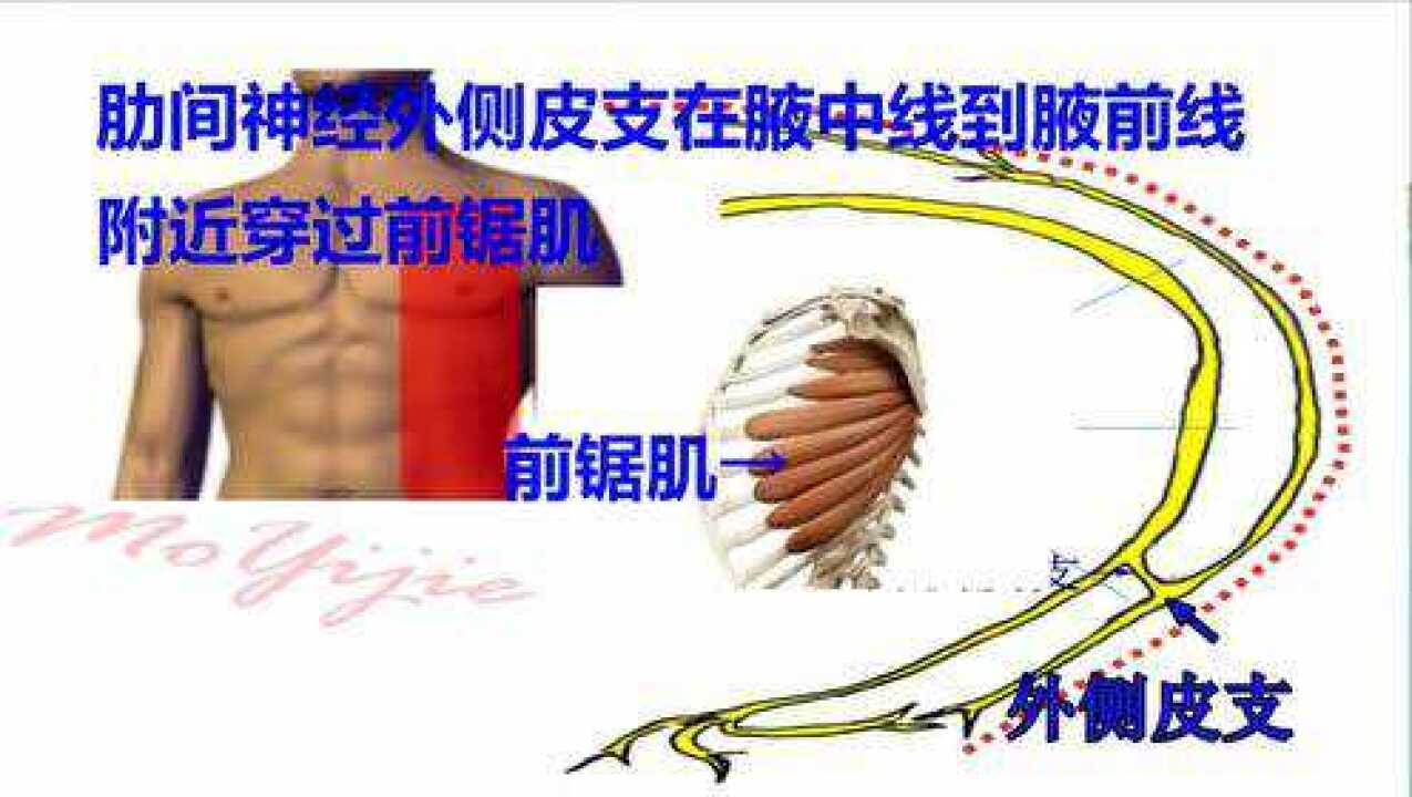 超声引导前锯肌阻滞术——吴京泽_腾讯视频