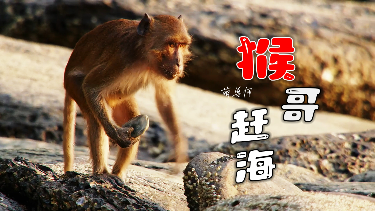 食蟹猴为了赶海,已经进化到石器时代了|纪录片