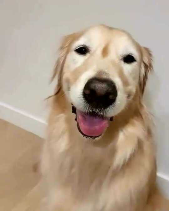 一只臭美喜欢自拍的金毛,这表情好妩媚