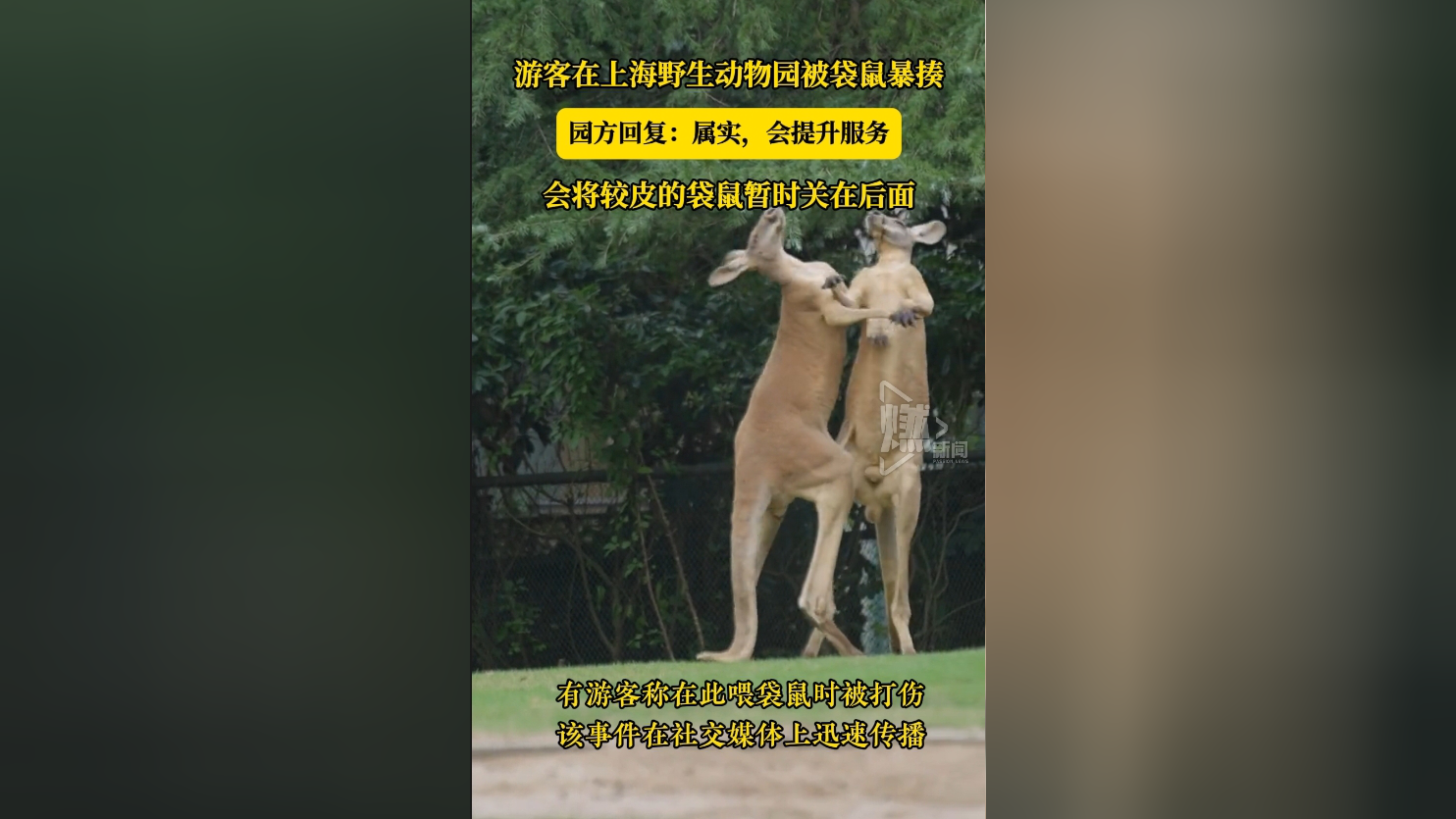 游客在上海野生动物园被袋鼠暴揍 园方回复:属实,会提升服务