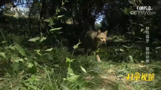 欧洲野猫个头虽小,但在小型动物中,它如同老虎般强大