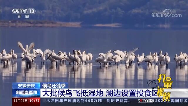 安徽安庆:大批候鸟飞抵湿地,湖边设置投食区