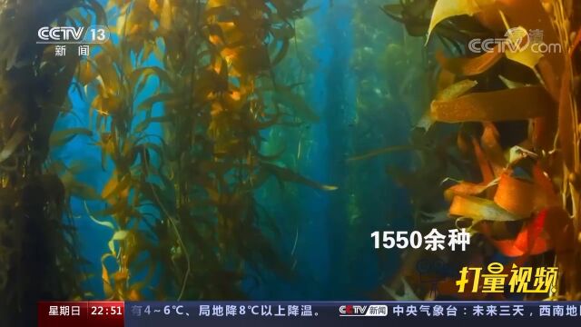 世界自然保护联盟:有1550余种海洋物种面临灭绝危险