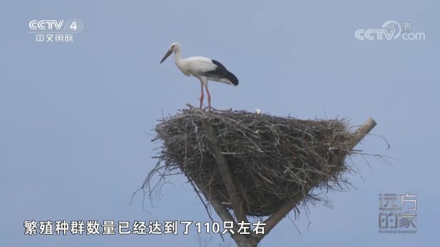 大兴凯湖与松阿察河交汇口,这里的湿地环境更加原始