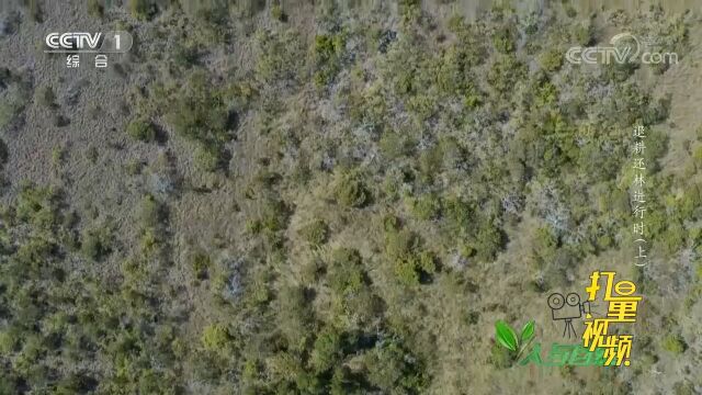 土壤非常贫瘠,植物难以生长,专家决定用橙皮恢复自然