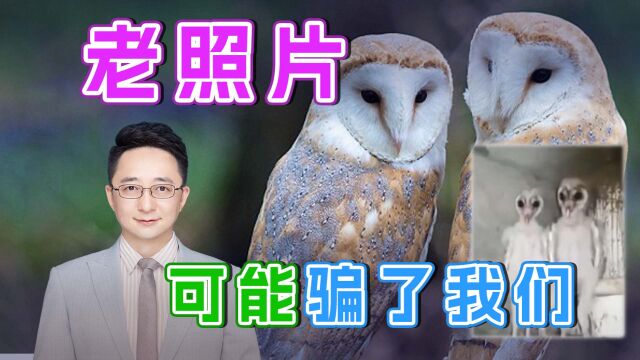 仓鸮幼崽和老照片中“火星人”一模一样,外星生物真的存在吗?