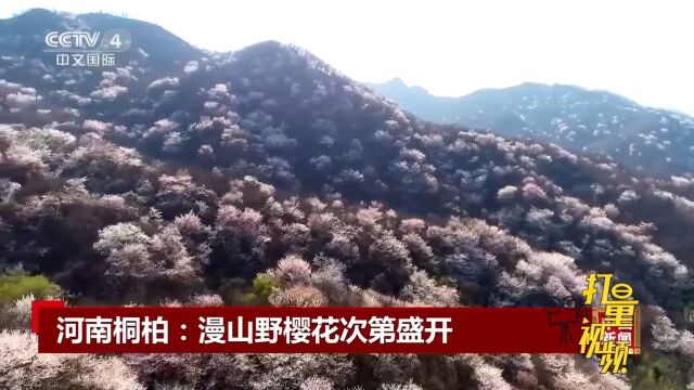 河南桐柏漫山遍野的野樱花正迎春绽放丨中国新闻