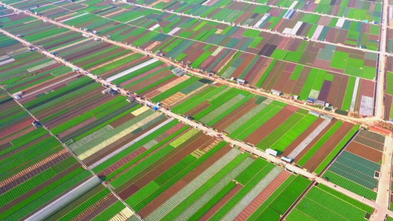 蔬菜大地景观图片