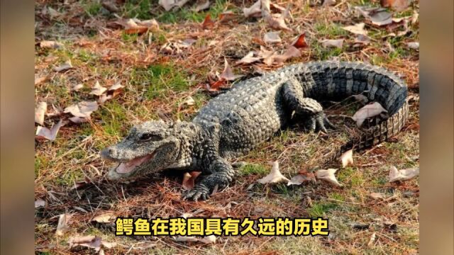 它被人称为“活恐龙”,带你了解扬子鳄