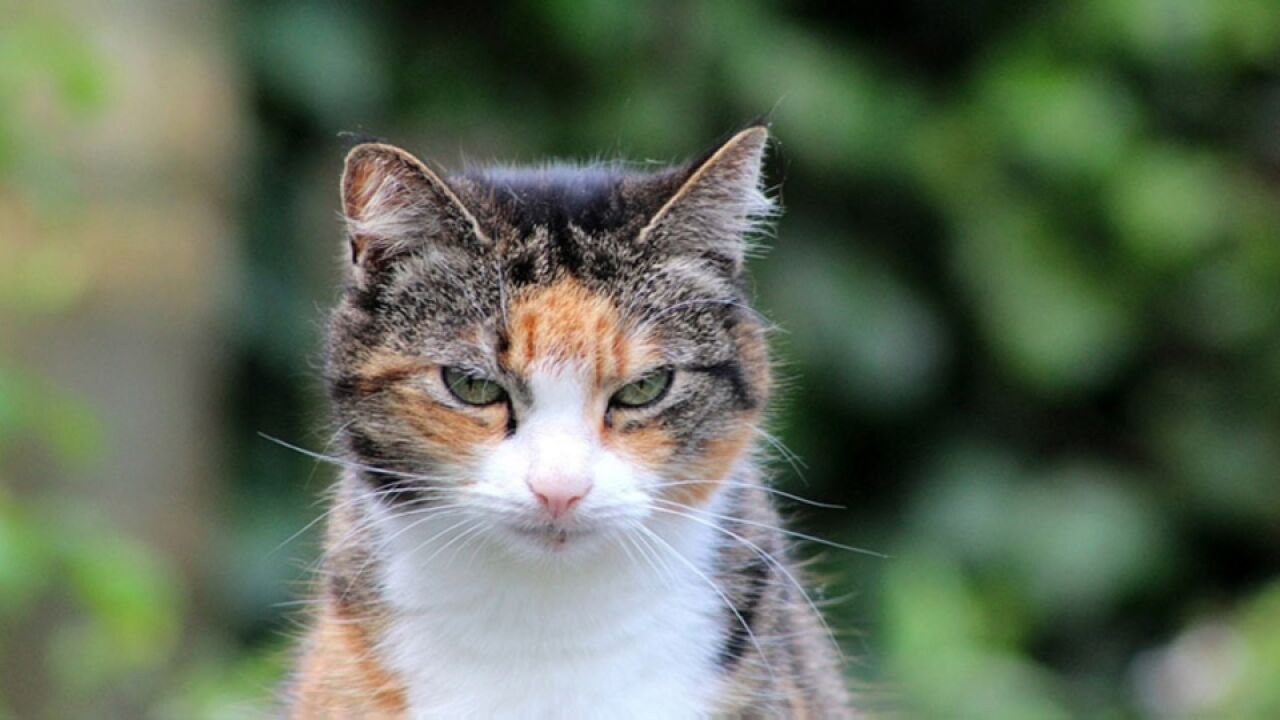 三花猫是猫界大美女?真的假的?