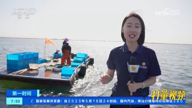 辽宁凌海:海参捕捞季开启