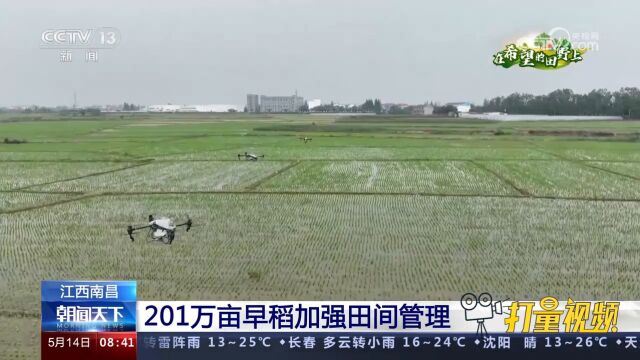 江西南昌:201万亩早稻加强田间管理