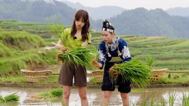 国之大雅丨时雨及芒种 冰冰插秧忙