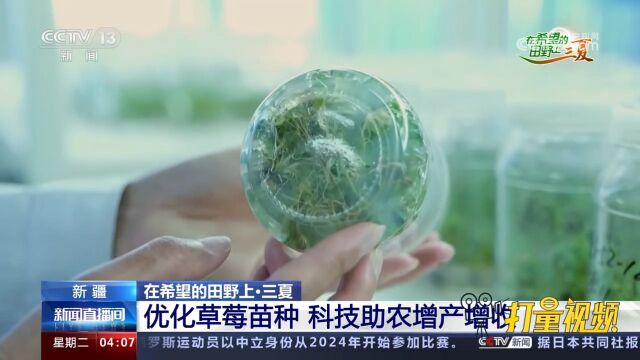 新疆:草莓进入育苗季,当地优化草莓苗种,利用科技助农增产增收