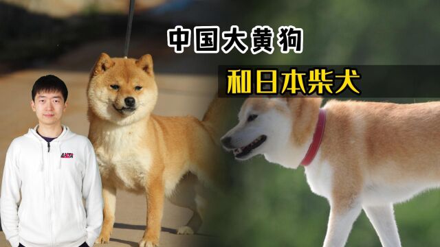 中国大黄狗白送没人要,日本柴犬一只上万,为何差距这么大?