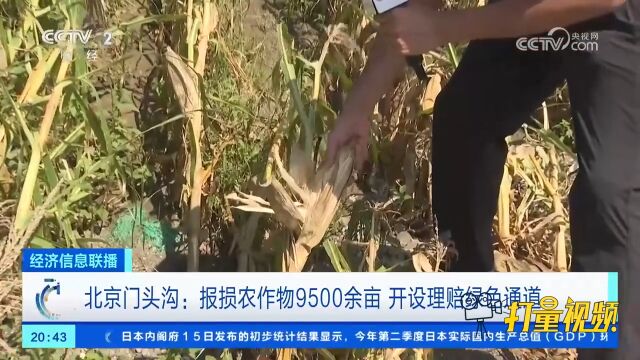 北京门头沟:报损农作物9500余亩,开设理赔绿色通道