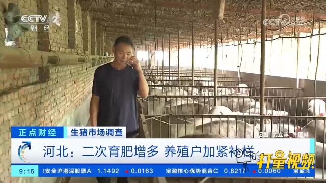 生猪市场调查,河北:二次育肥增多,养殖户加紧补栏