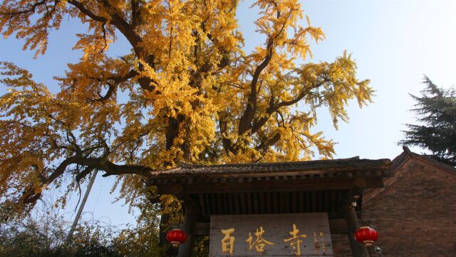 百塔寺古银杏树一树金色,进入最佳观赏期,1700岁古银杏树美爆了