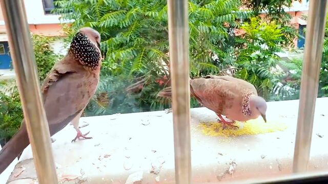 北京66岁大爷弹弓打鸟被刑拘,是哪种鸟?求偶鞠躬筑巢随意人称傻"咕咕"