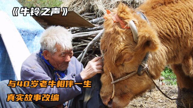 40岁老牛与70岁爷爷相伴一生,结局非常感人《牛铃之声》