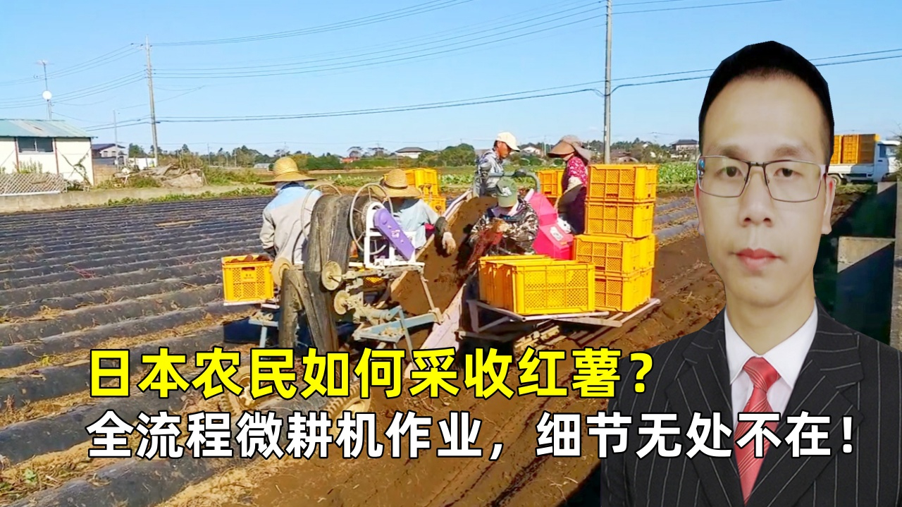 日本农民如何采收红薯?全流程微耕机作业,细节无处不在!