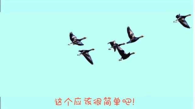 为什么大雁,秋天要飞到南方去呢?